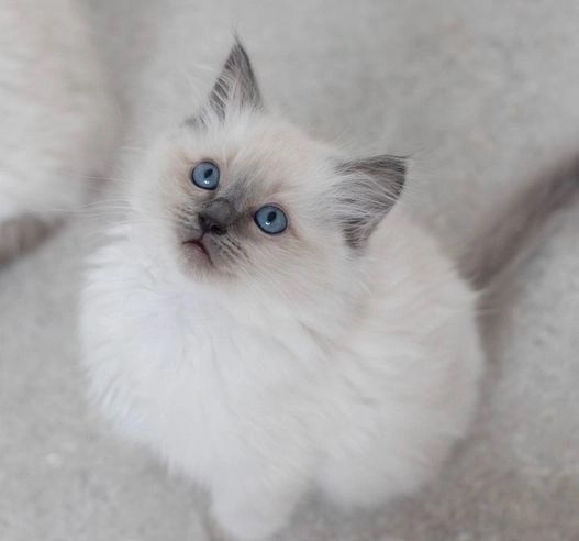 Ragdoll-Kätzchen zu verkaufen Ragdoll-Kätzchen zu verkaufen