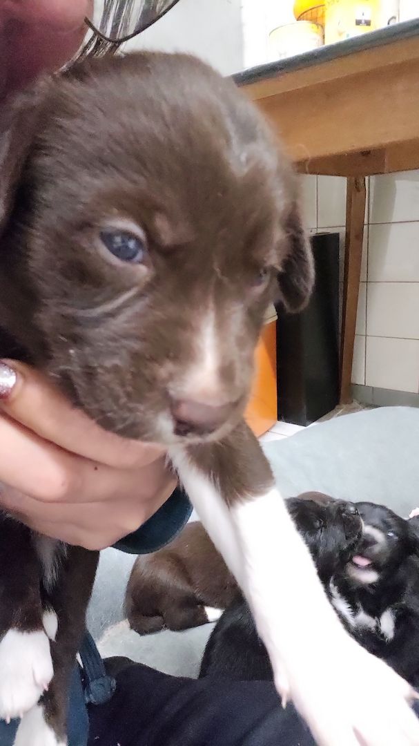 Husky Münsterländer mix