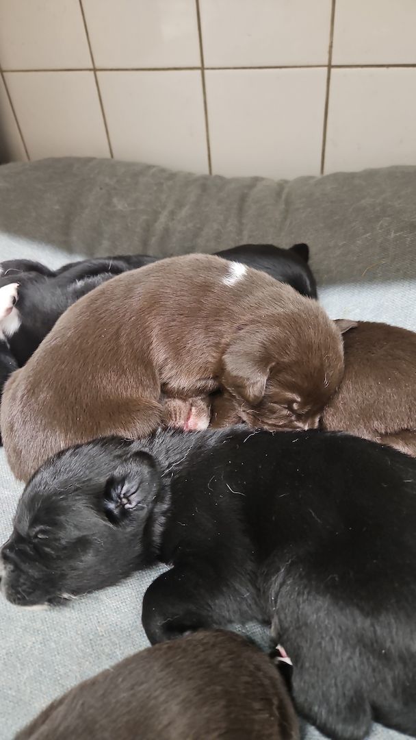 Husky Münsterländer mix