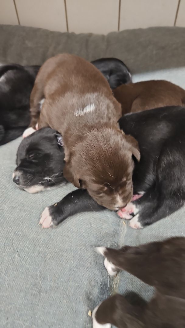 Husky Münsterländer mix