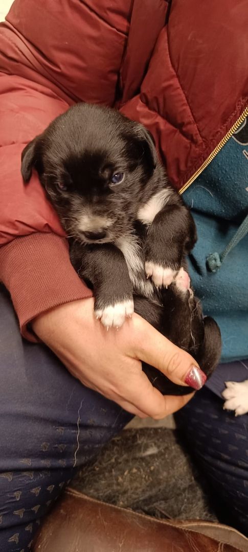 Husky Münsterländer mix