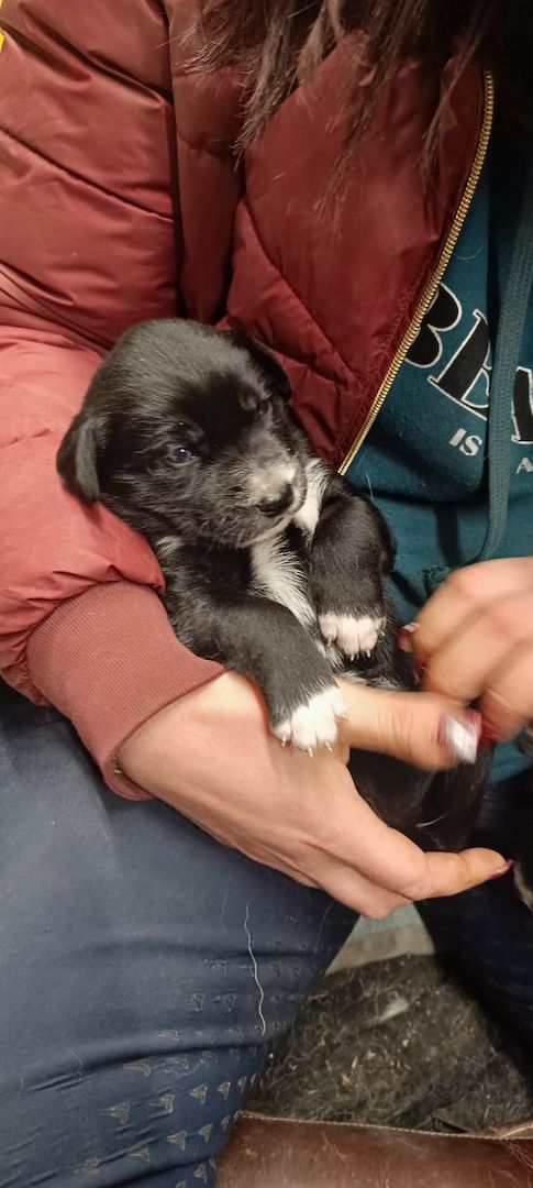 Husky Münsterländer mix