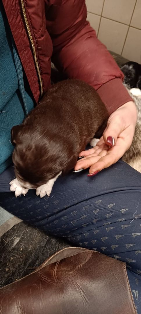 Husky Münsterländer mix