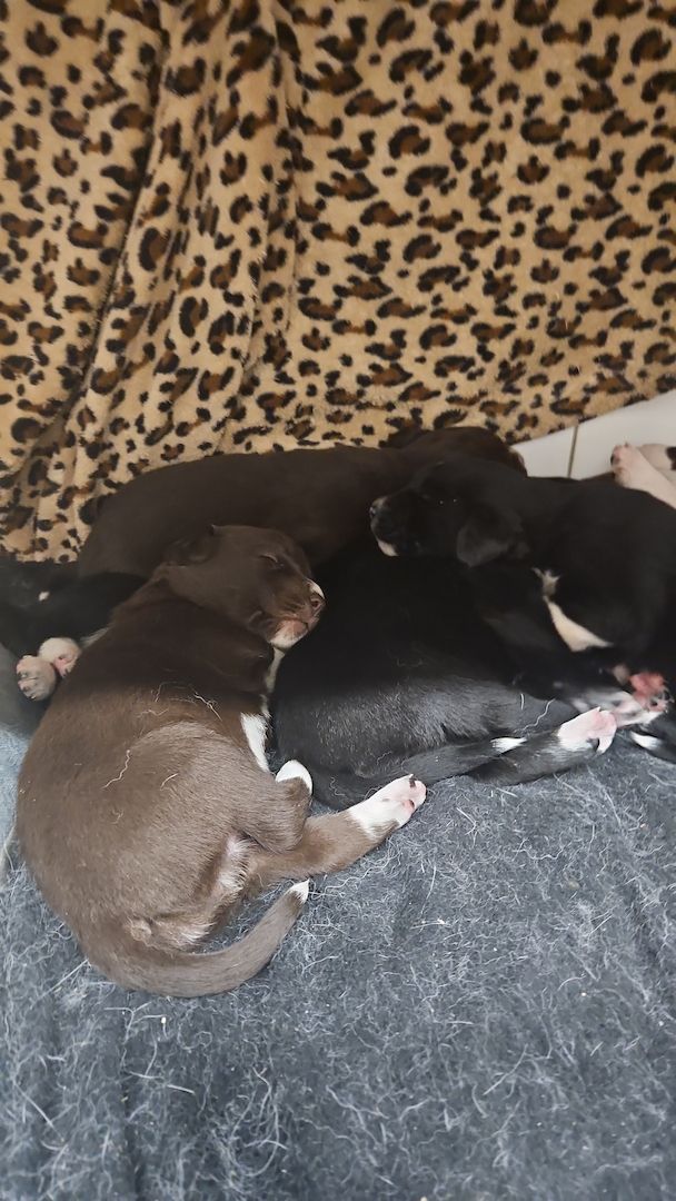 Husky Münsterländer mix