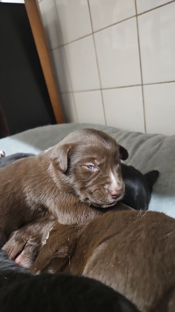 Husky Münsterländer mix