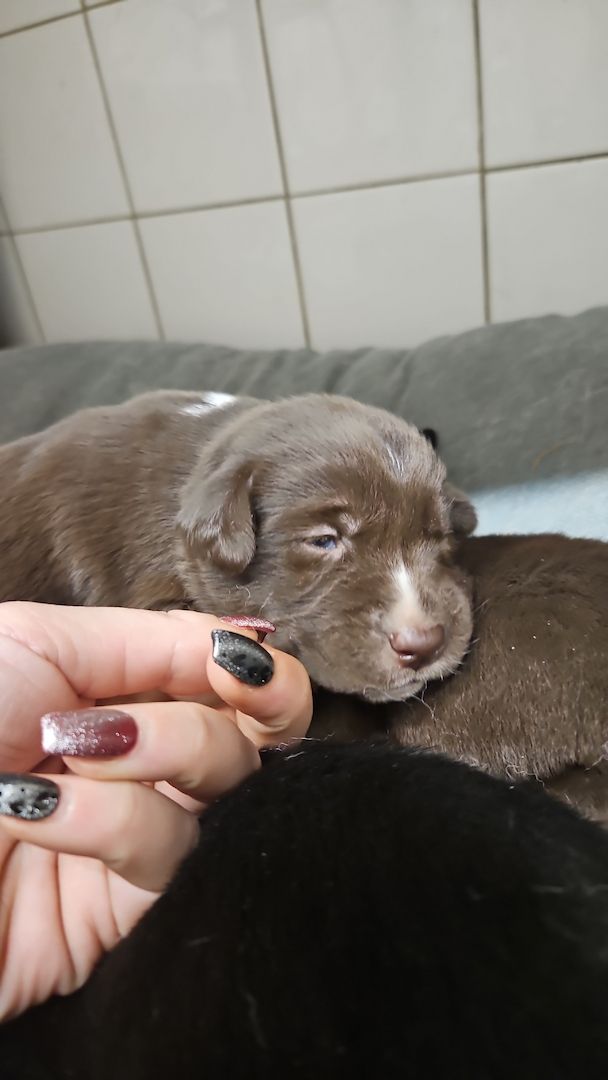 Husky Münsterländer mix