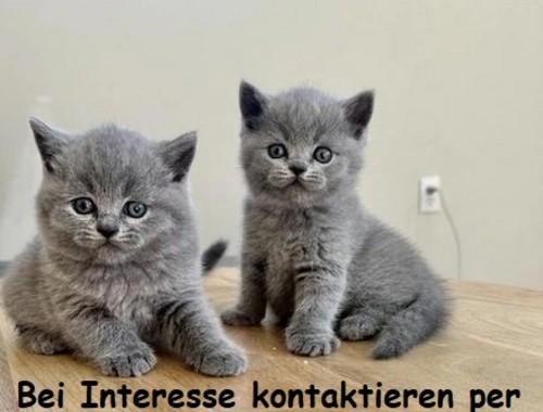 BRITISCH KURZHAAR KATZEN