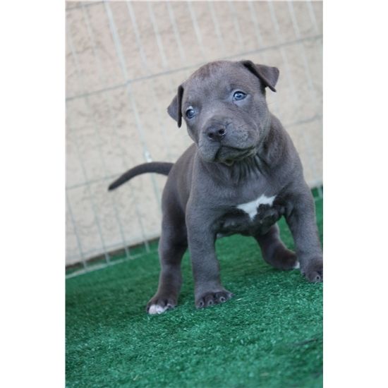 American Pitbull Welpen Blueline