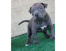 American Pitbull Welpen Blueline