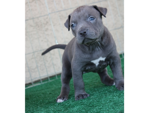 American Pitbull Welpen Blueline