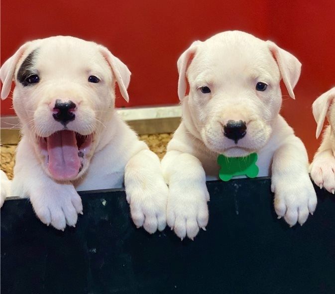 Tolle Dogo Argentino-Welpen zu verkaufen