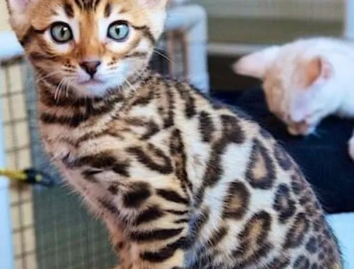 Wunderschöne Bengal Kätzchen