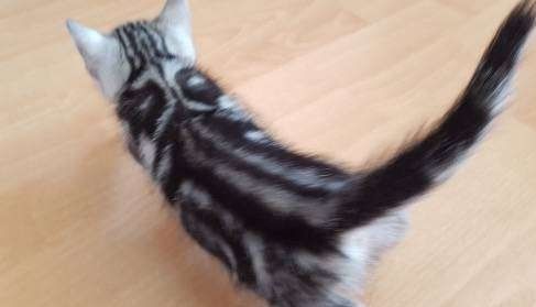 BHK Rüden und Hündinnen Britisch Kurzhaar.