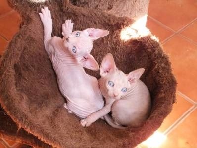 Schöne Sphynx-Kätzchen.