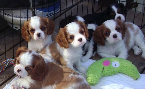 Cavalier King Charles Spaniel welpen.