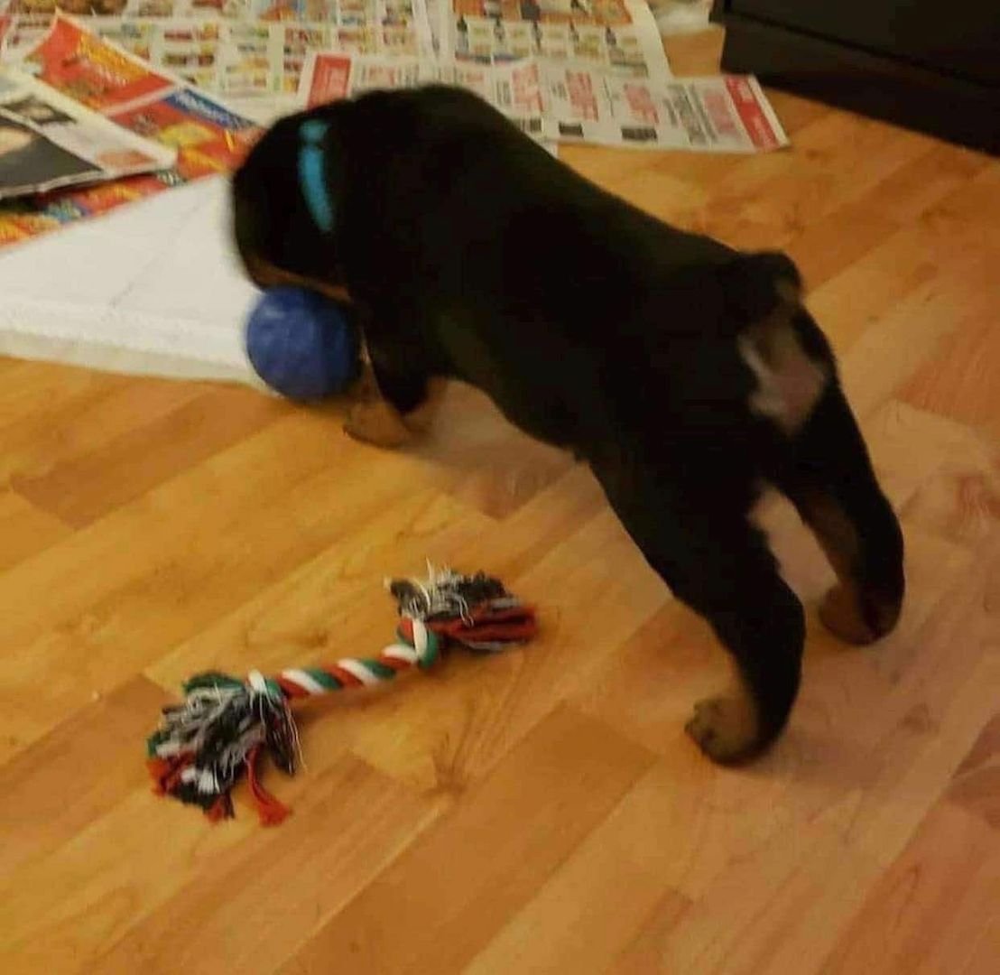 Atemberaubende Rottweilerwelpen