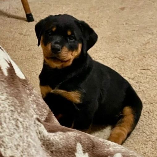 Wunderschöne Rottweilerwelpen