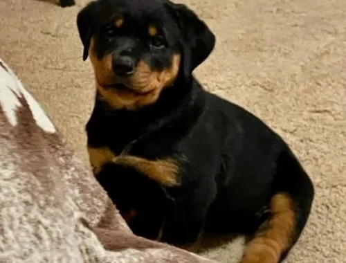 Wunderschöne Rottweilerwelpen