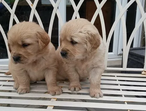 Golden Retriever-Welpen