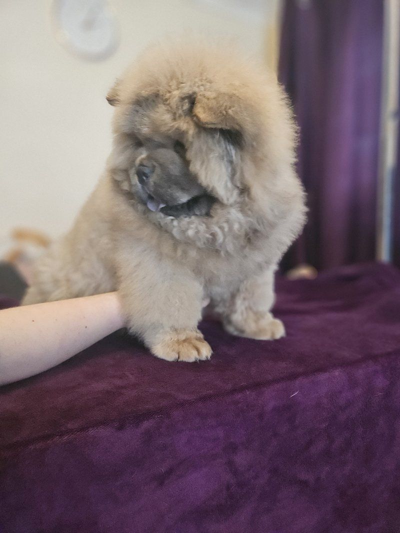 Chow-Chow-Welpen zu verkaufen
