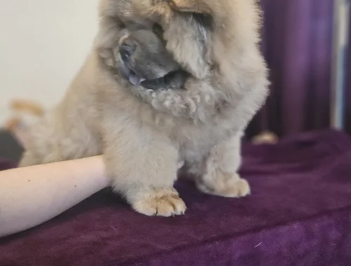 Chow-Chow-Welpen zu verkaufen