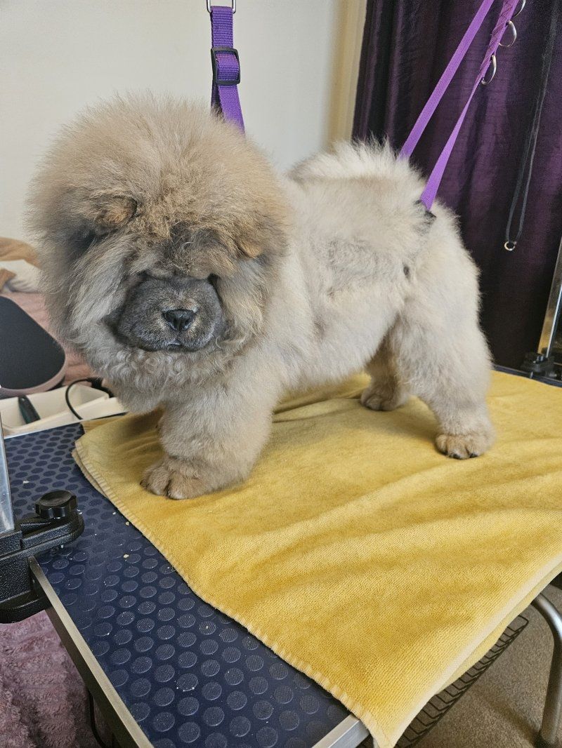 Chow-Chow-Welpen zu verkaufen