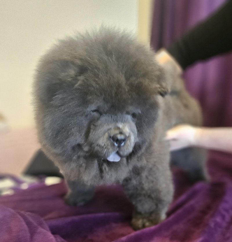 Chow-Chow-Welpen zu verkaufen