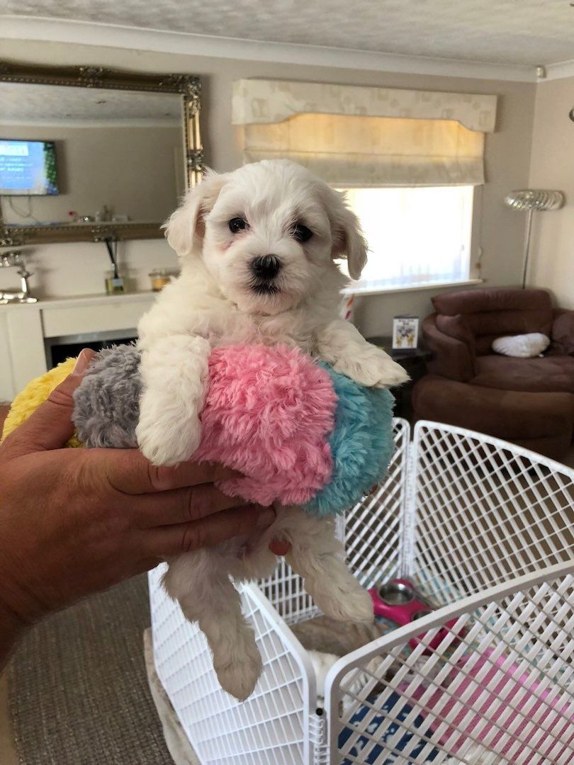 Malteser-Welpen Malteser-Welpen