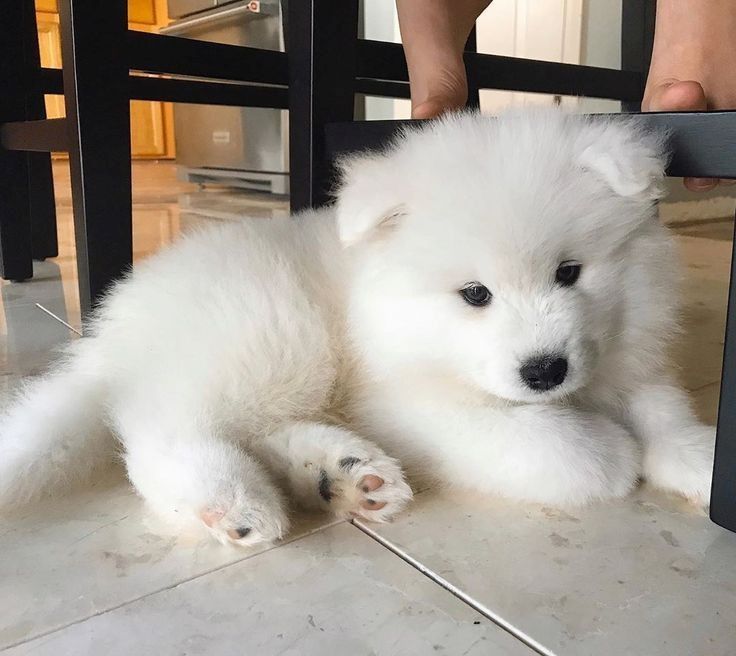 SÜSSE Samojedenwelpen zu verkaufen.