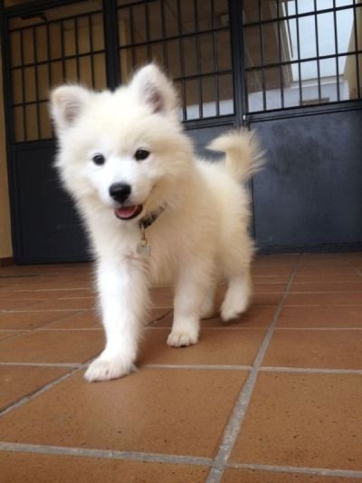 SÜSSE Samojedenwelpen zu verkaufen.