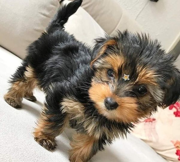 Yorkshire Terrier Welpen zu verkaufen
