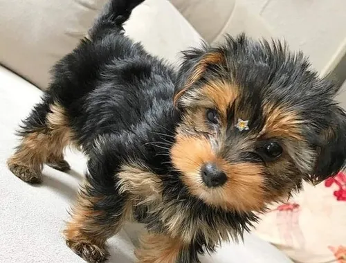 Yorkshire Terrier Welpen zu verkaufen