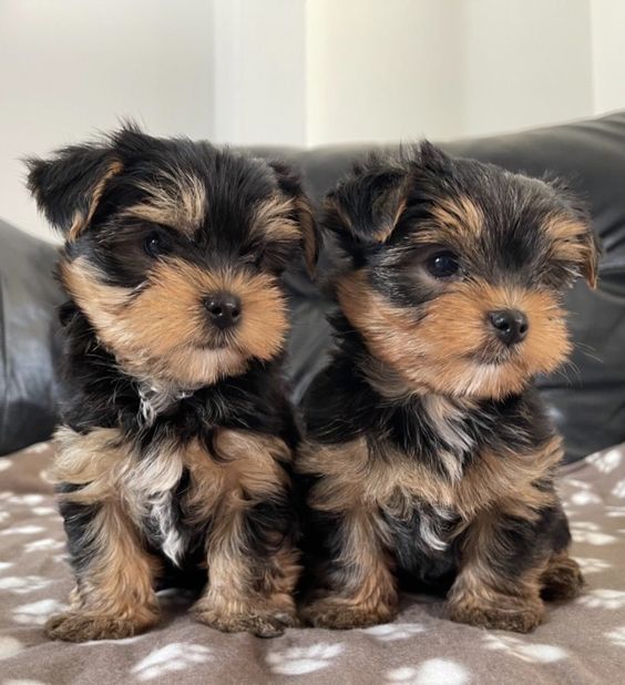 Yorkshire Terrier Welpen zu verkaufen