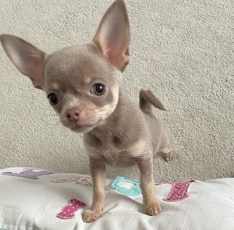 Chihuahua-Welpen, reinrassig.