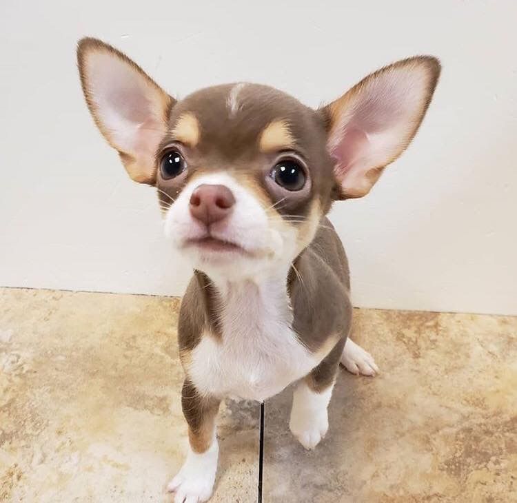 Chihuahua-Welpen, reinrassig.