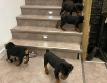 8 kräftige Rottweilerwelpen