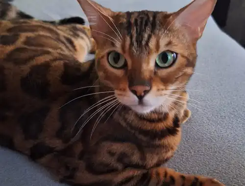 Bengal Kater Balu