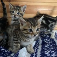 Atemberaubende bengalische Kätzchen mit Rosetten, männlich und weiblich