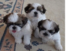 Shih Tzu Welpen