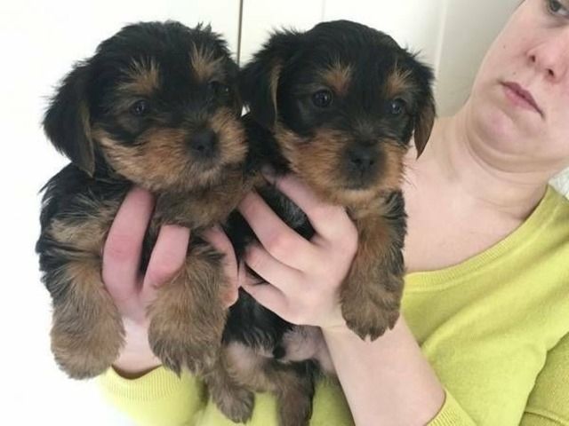Yorkie welpen