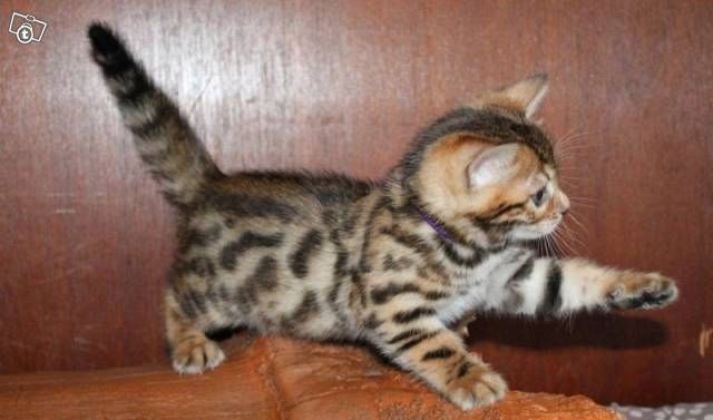 Reinrassige Bengal Kitten .