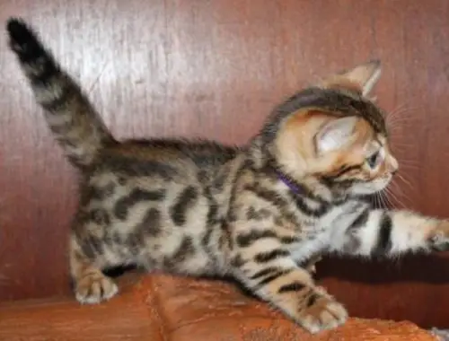 Reinrassige Bengal Kitten .