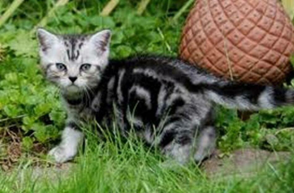 BKH Britisch Kurzhaar Katzen mit Stammbaum