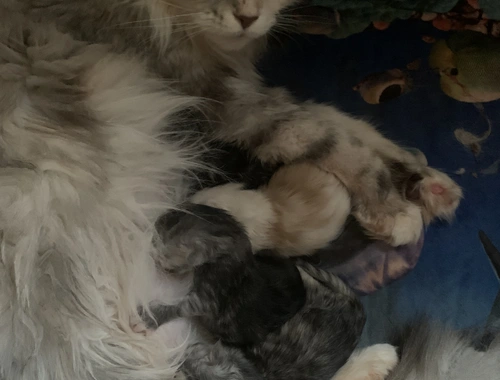 Reinrassige Maine Coon Kitten