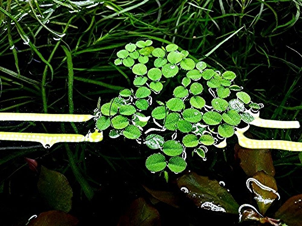 Schwimm-/Büschelfarn, Wasserpflanze, Versand/ Abholung