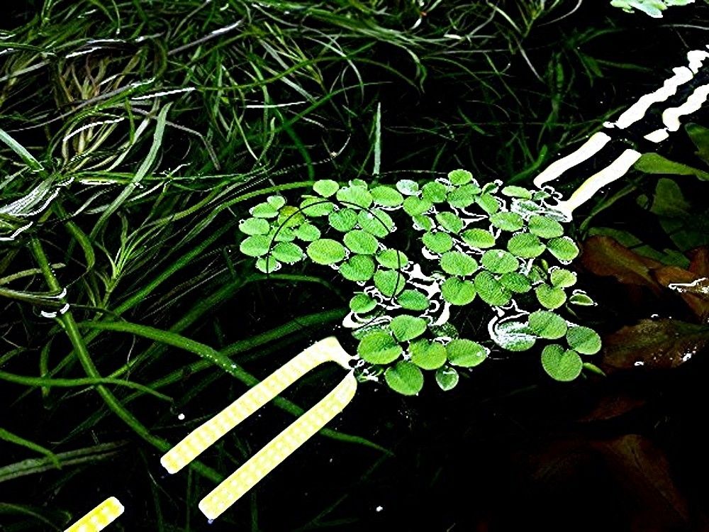 Schwimm-/Büschelfarn, Wasserpflanze, Versand/ Abholung