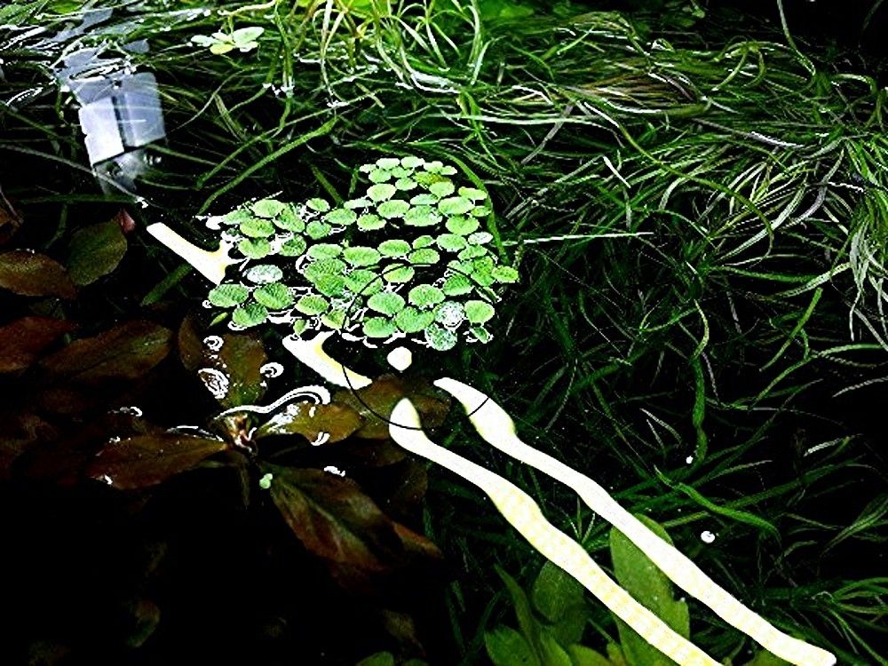 Schwimm-/Büschelfarn, Wasserpflanze, Versand/ Abholung