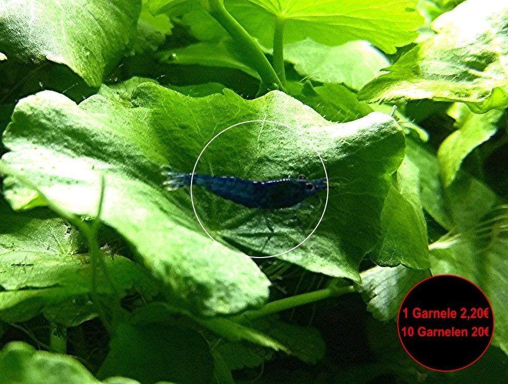 Blue Dream, Zwerggarnele, reinerbig (ab 2€) (Versand/ Abholung)