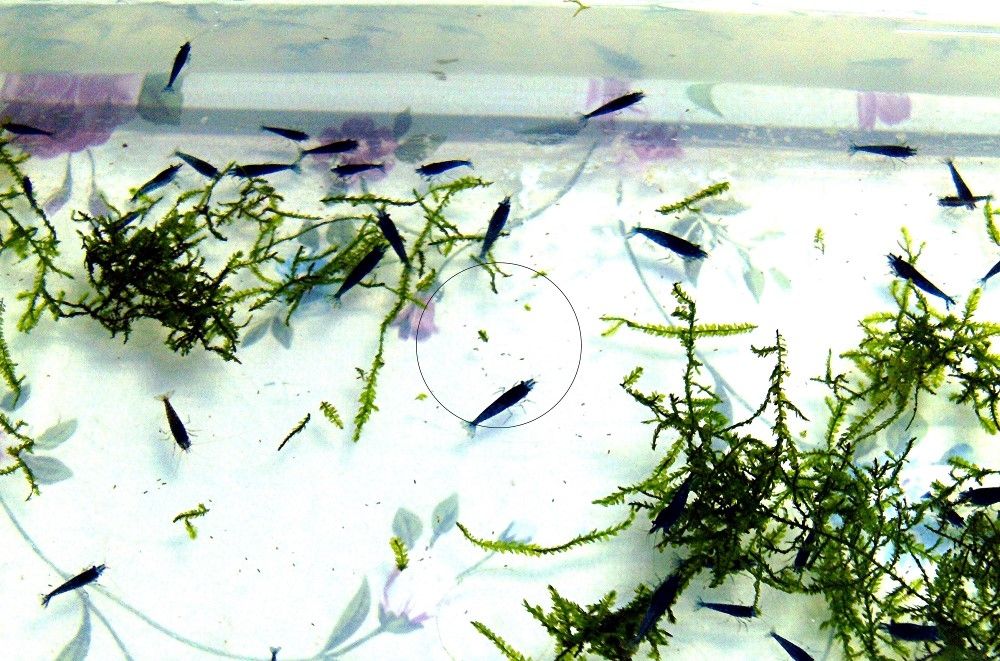 Blue Dream, Zwerggarnele, reinerbig (ab 2€) (Versand/ Abholung)