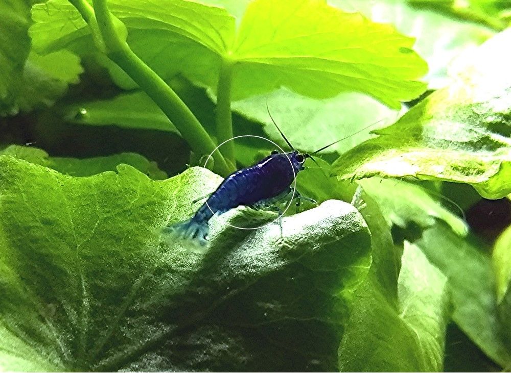 Blue Dream, Zwerggarnele, reinerbig (ab 2€) (Versand/ Abholung)